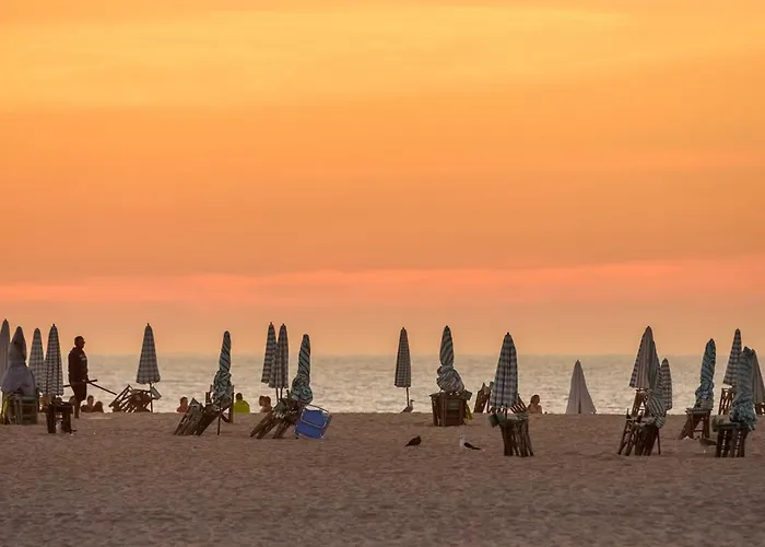 Figueira Vibes * 菲盖拉-达福什